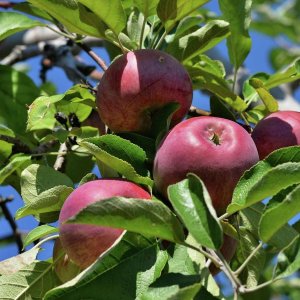 Jabloň domáca (Malus domestica) ´FLORINA´ - zimná, výška 180-200 cm, voľnokorenná